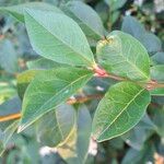 Ligustrum ovalifolium Blatt