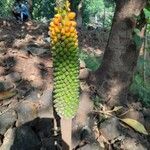 Amorphophallus paeoniifoliusHedelmä