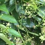 Ekebergia capensis Λουλούδι