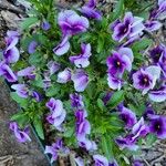 Viola × wittrockiana Cvet
