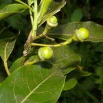 Ocotea floribunda Plod