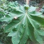 Tetrapanax papyriferبرگ