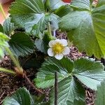 Fragaria × ananassa Vaisius