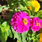 Zinnia elegansFlower