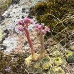 Sempervivum montanum Flor