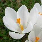 Crocus vernus Квітка