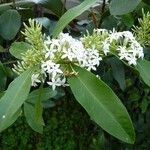 Acokanthera oblongifolia Anders