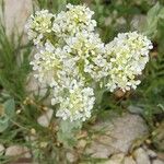 Lepidium draba Virág