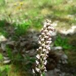 Neotinea maculata Blomma