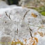 Kengia serotina 樹皮