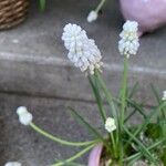 Muscari aucheri Цвят