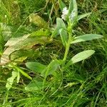 Myosotis nemorosa Habit