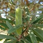 Banksia integrifoliaЦветок