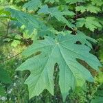 Acer macrophyllumΦύλλο