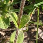 Cerastium glomeratum Hoja