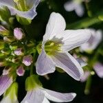 Cardamine pratensisBlüte