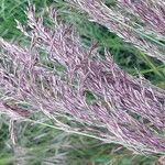 Calamagrostis canescens Λουλούδι