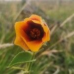 Abutilon hirtum Floare