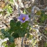 Solanum linnaeanum പുഷ്പം