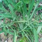 Lathyrus heterophyllus Leaf