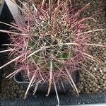 Ferocactus cylindraceus Blad