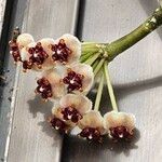 Hoya kerrii Blomst