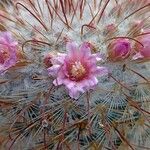 Mammillaria bombycina Flor