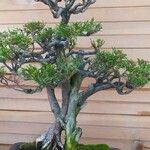 Juniperus chinensisبرگ