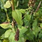 Agastache scrophulariifolia Corteza