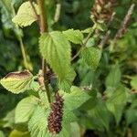 Agastache scrophulariifolia Coajă