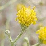 Pulicaria gnaphalodes Flower