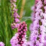 Liatris spicata 其他