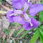 Iris tectorum Kvet