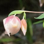 Calochortus albus Кветка