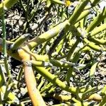Senna crassiramea Corteza