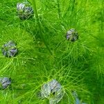 Nigella damascena Blad