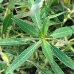 Ludwigia grandiflora Likasa