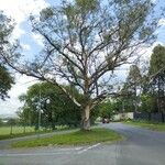 Eucalyptus camaldulensisKôra