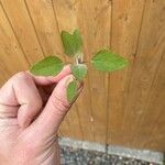 Chenopodium berlandieri Foglia