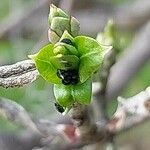 Coriaria myrtifolia Hoja