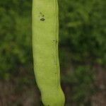 Canavalia rosea Fruit