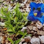 Gentiana angustifolia Floare