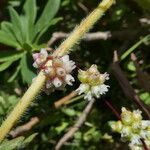 Cuscuta europaea Цвят