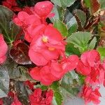 Begonia cucullataKwiat