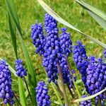 Muscari armeniacum Flower