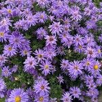 Symphyotrichum dumosum Blüte