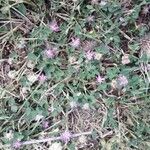 Trifolium tomentosum Flower