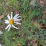 Tripleurospermum inodorumFlor