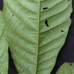 Cupania livida Leaf