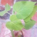 Salvia glutinosa Лист
